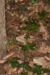 Clustered blacksnakeroot